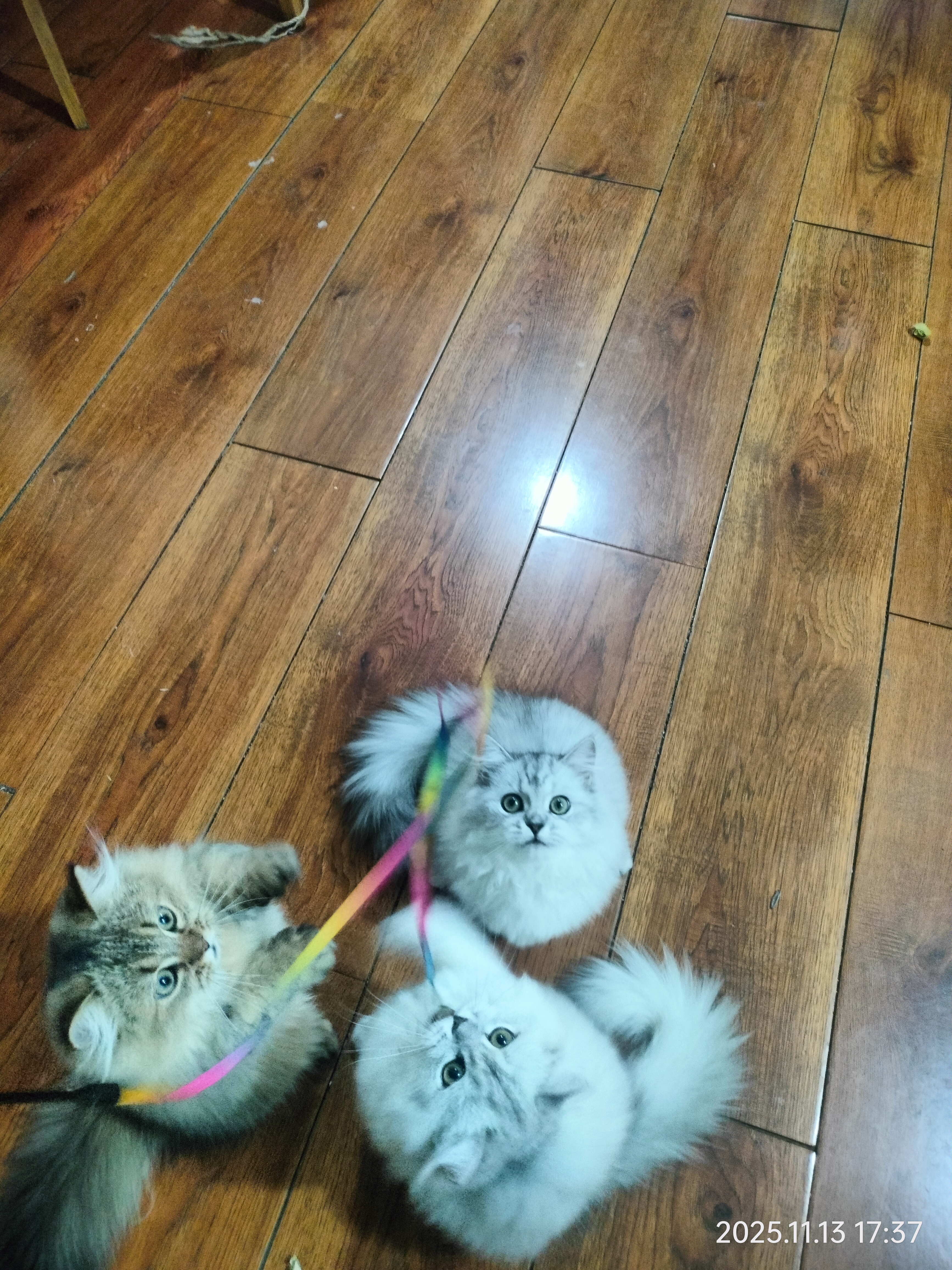 自家养育金渐层，超优雅、超可爱、超懂事……